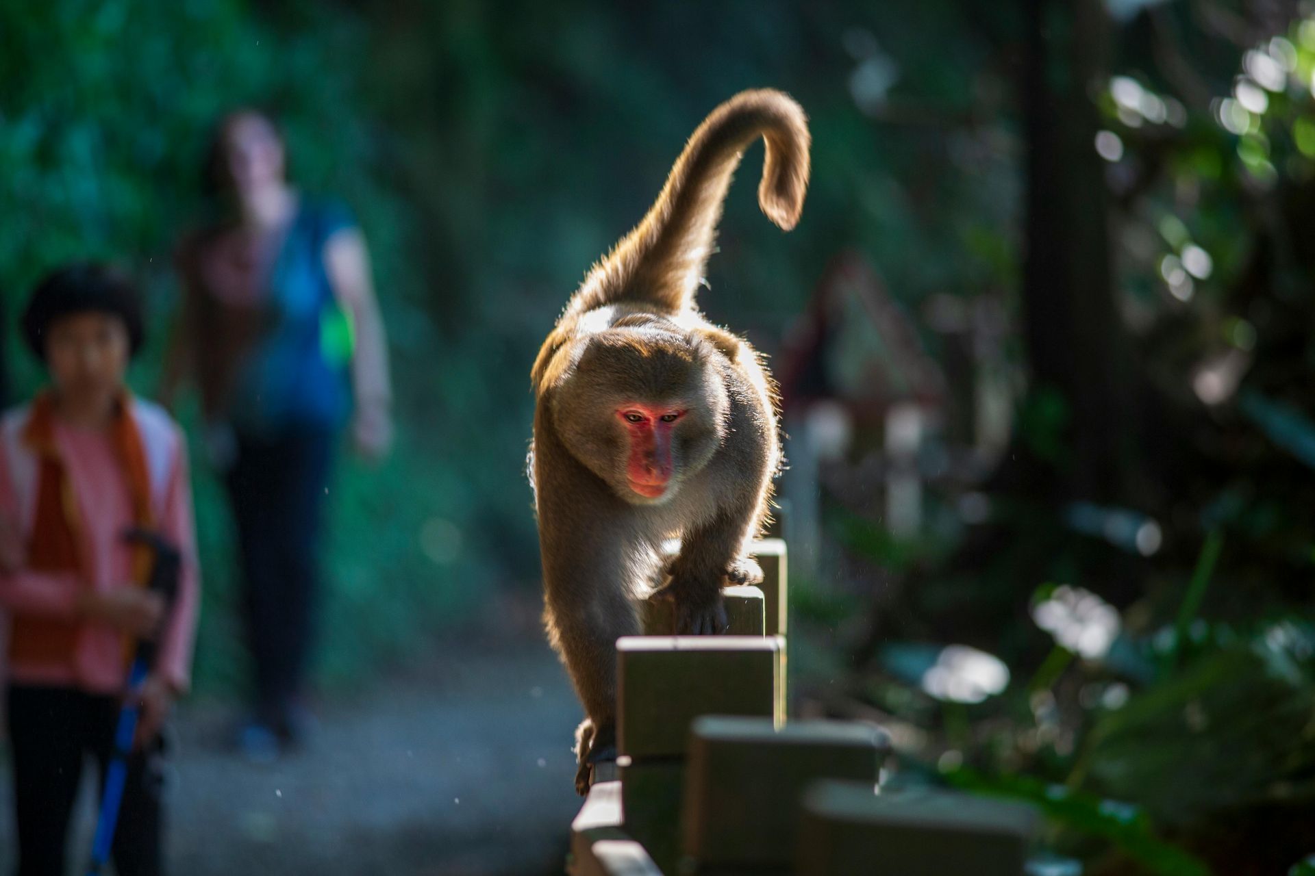 Monkey walking on a fence, back to the sun, with people in background on a forest path.