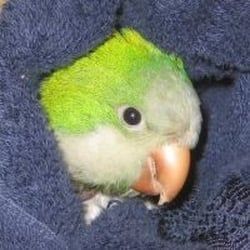 A green and white parrot is wrapped in a blue towel.