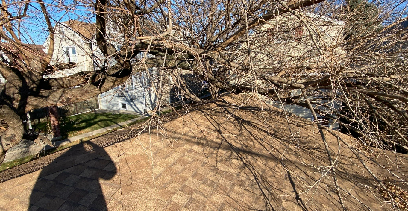 A person is standing under a tree with a shadow on the ground.