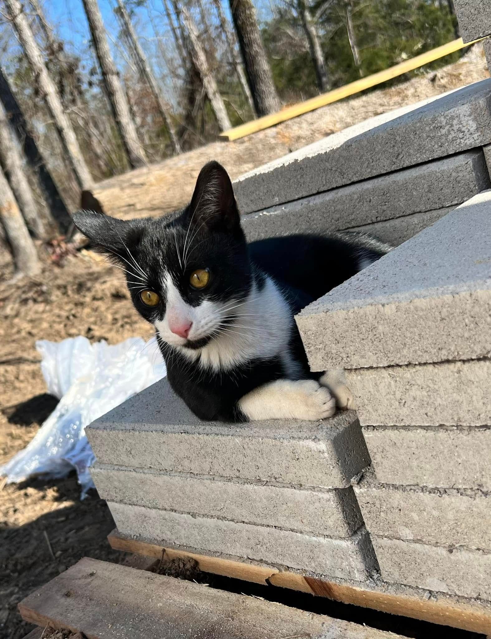 Black and white cat resting on stacked gray concrete blocks outdoors.