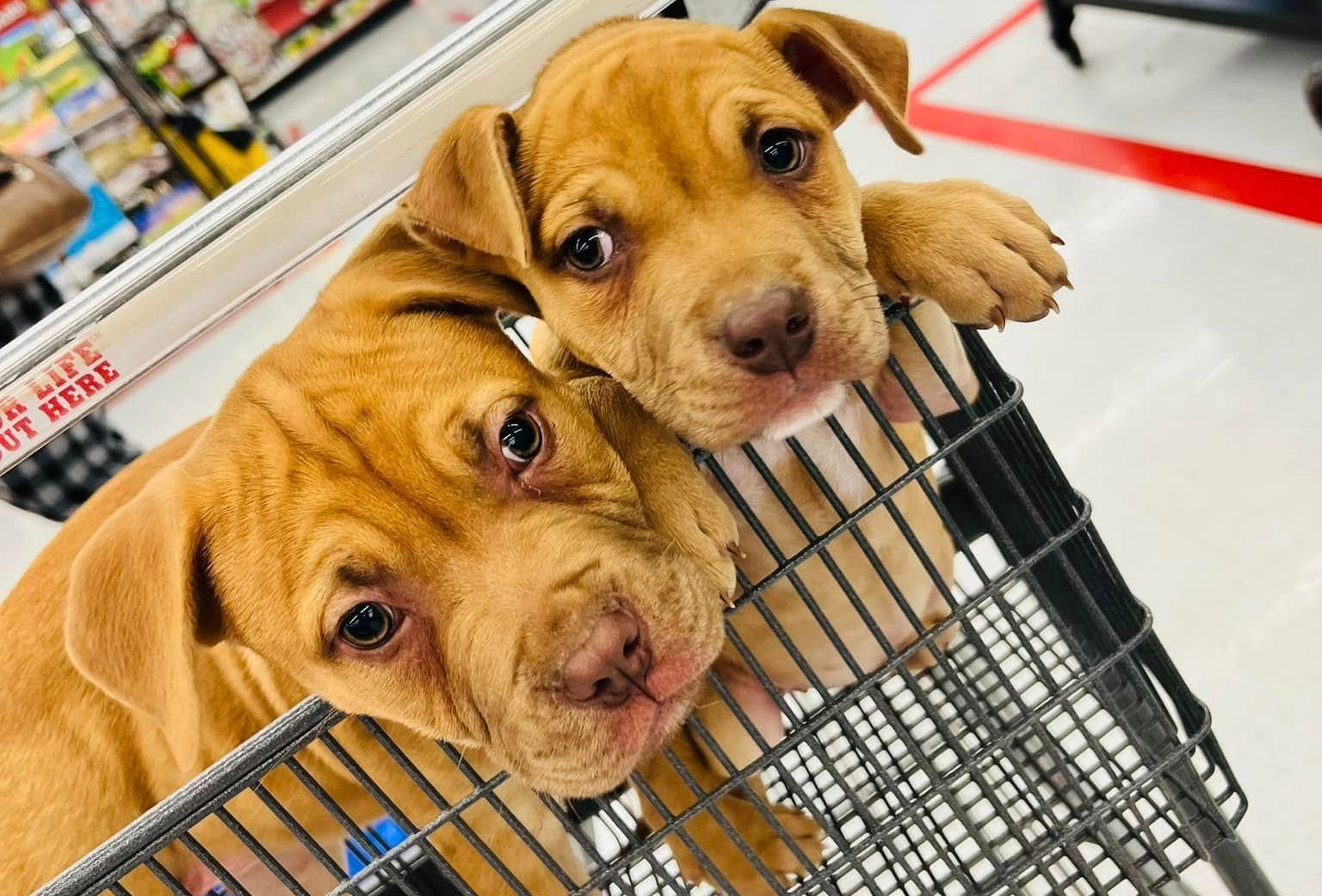 Two tan puppies peering from a shopping cart at a store.