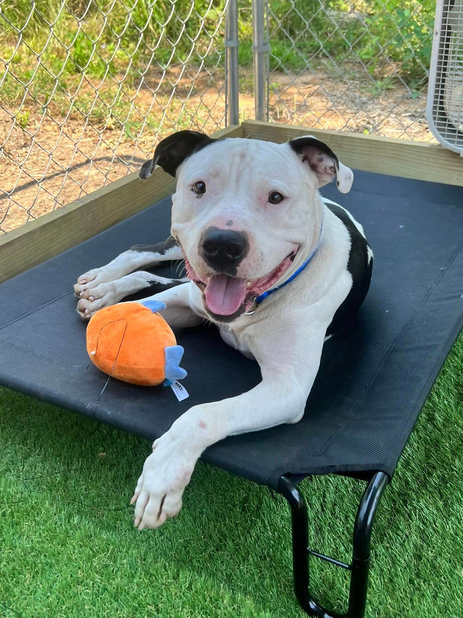 Smiling white and black dog on a bed, holding a toy in a grassy outdoor pen.