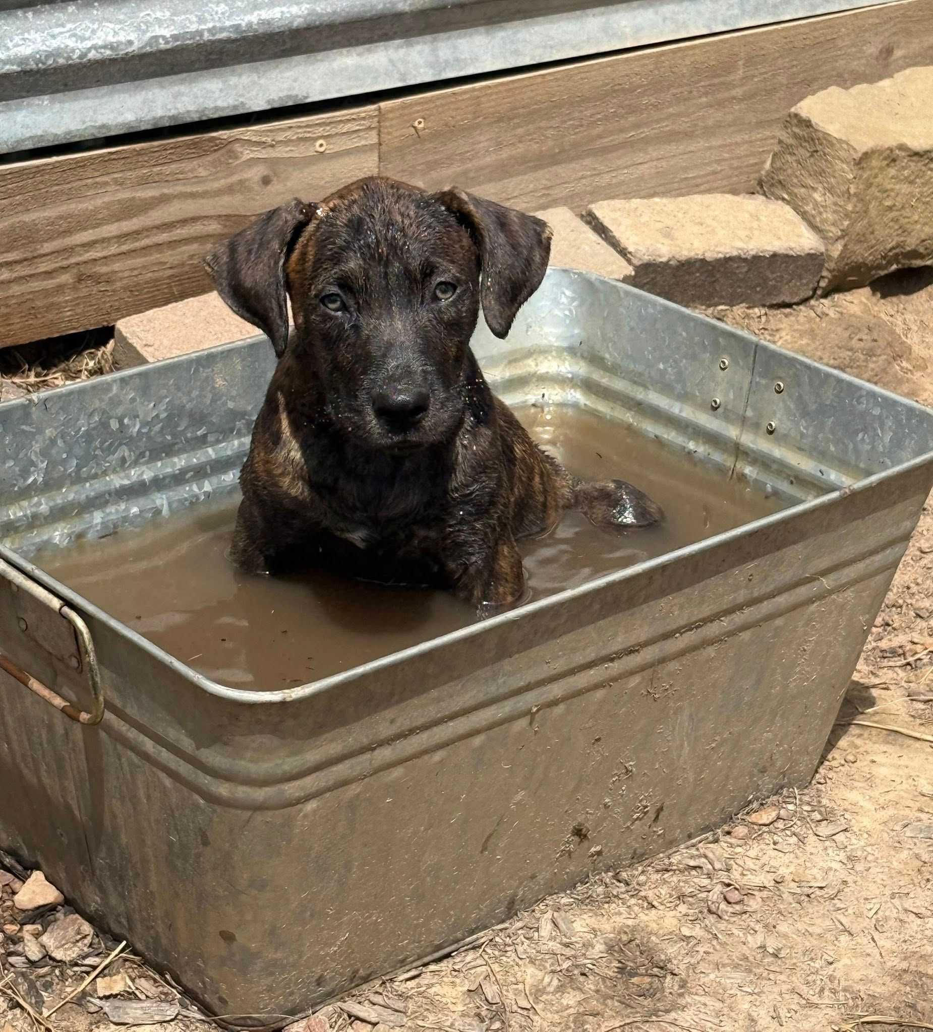 Puppy in a galvanized metal tub of muddy water, looking at the viewer.