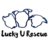 Logo for Lucky U Rescue, with three sketched pig heads in blue, and black text below.