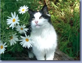 cat by flowers
