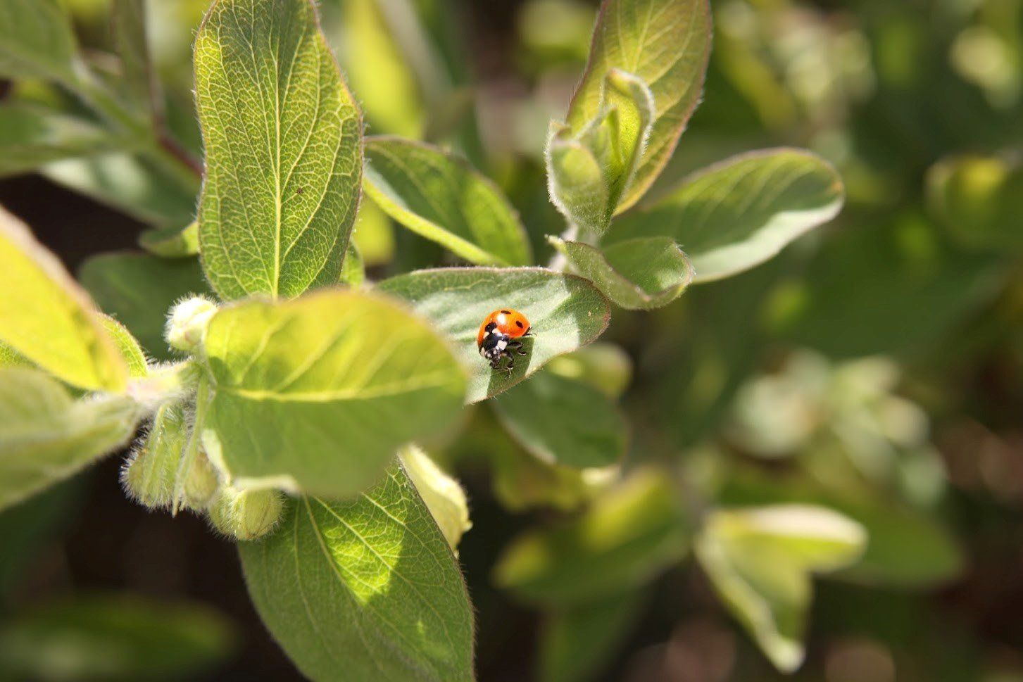 Lady Bug On A Plant — Newburgh, IN — Pass Pest Control