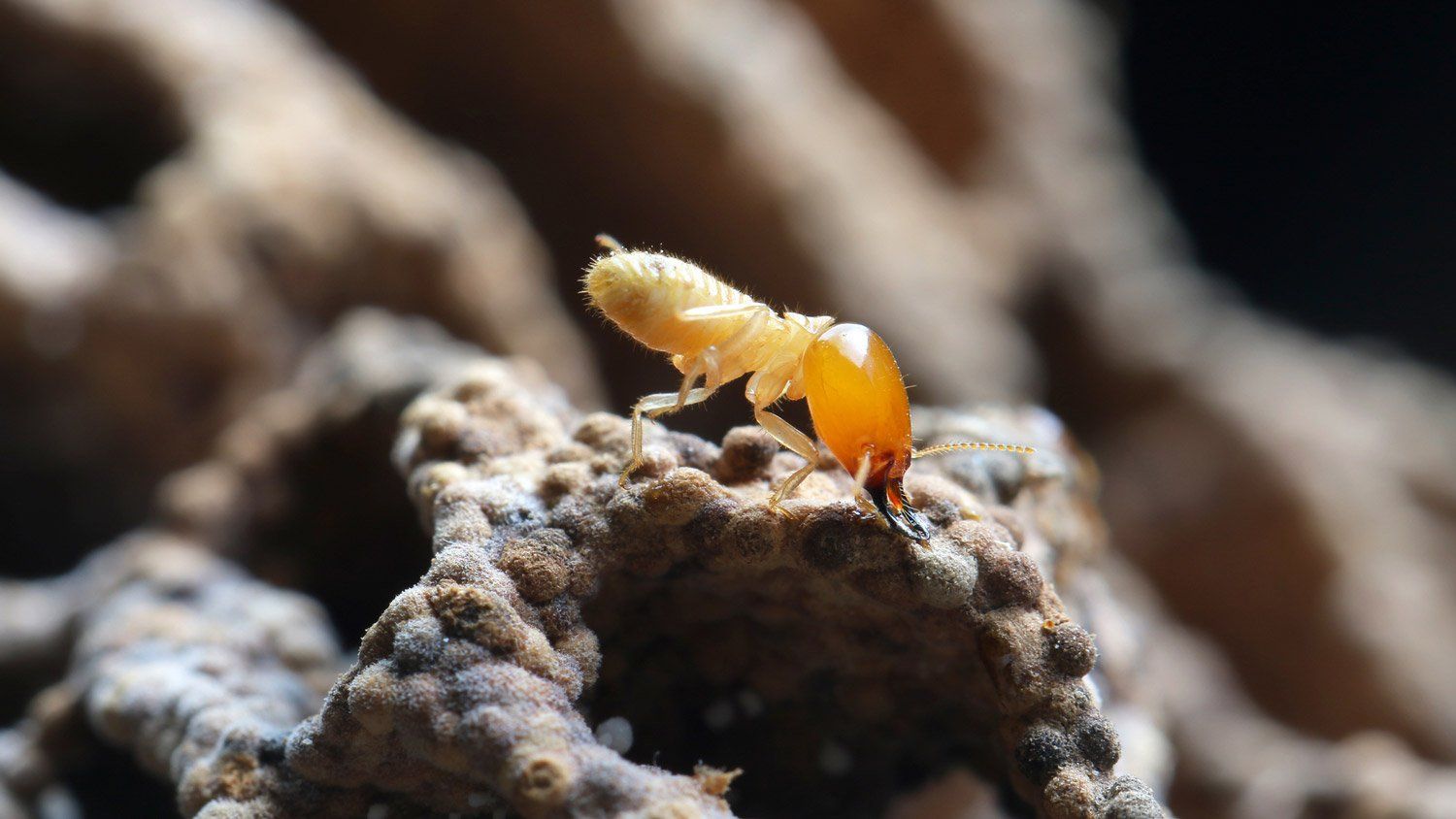 A Termite — Evansville, IN — Pass Pest Control