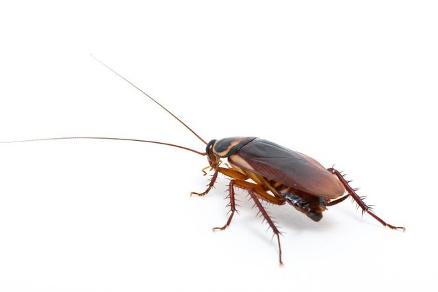 Tips to Get Rid of Cockroaches | Pass Pest Control