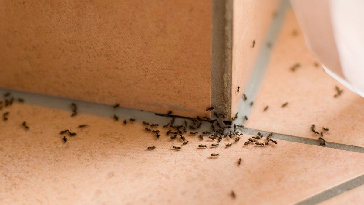 Ants — Evansville, IN — Pass Pest Control