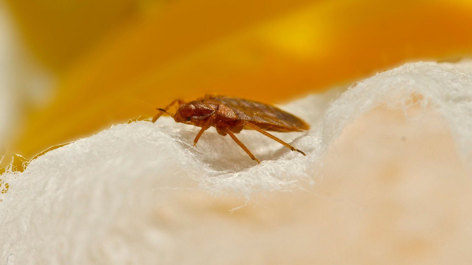 A Bed Bug — Evansville, IN — Pass Pest Control