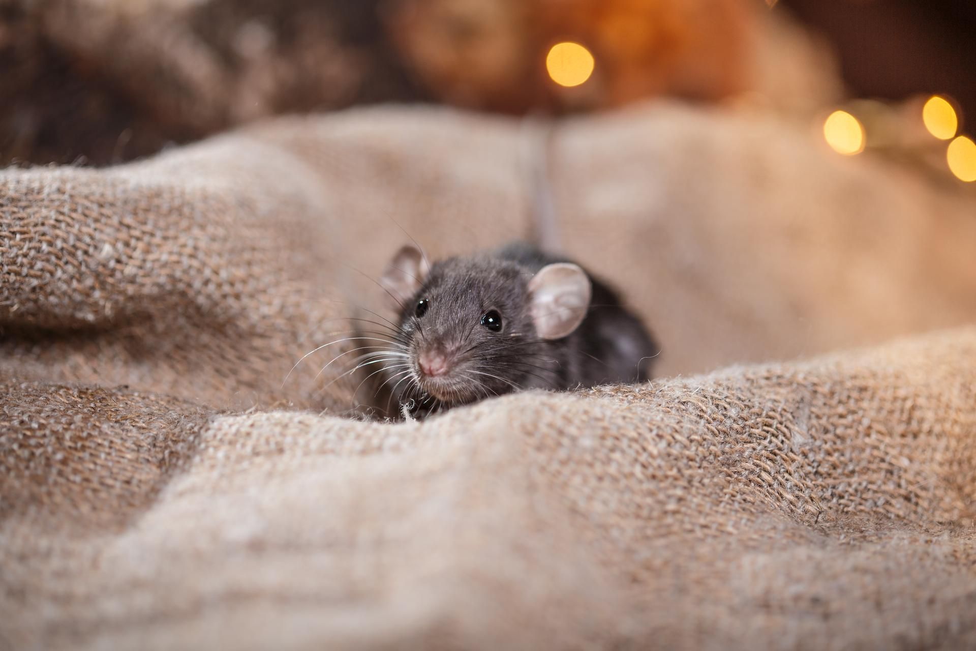 How to Keep Mice Away From Evansville Homes