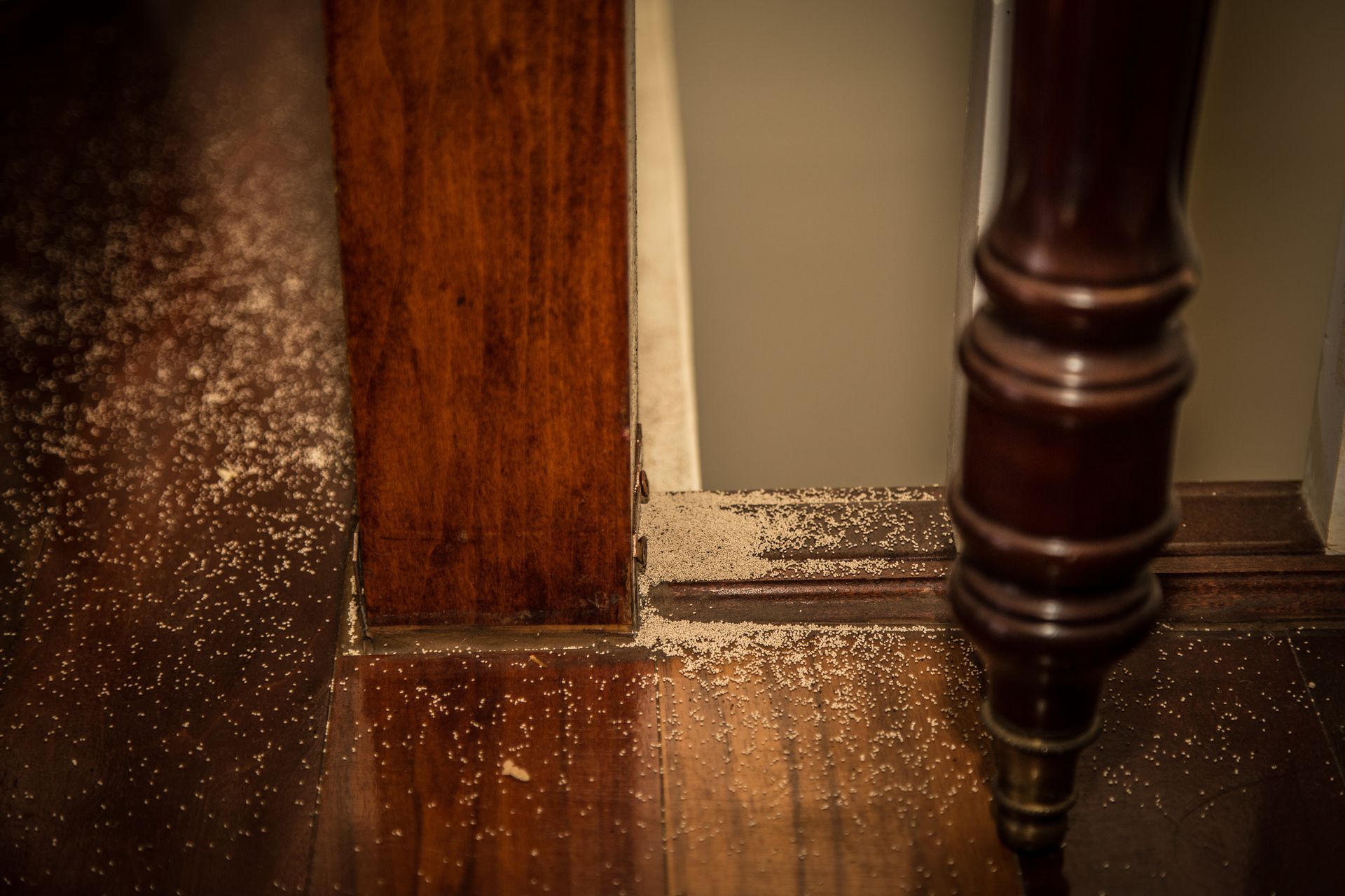 Wooden floor and railing with termite damage, visible frass scattered along the surface.