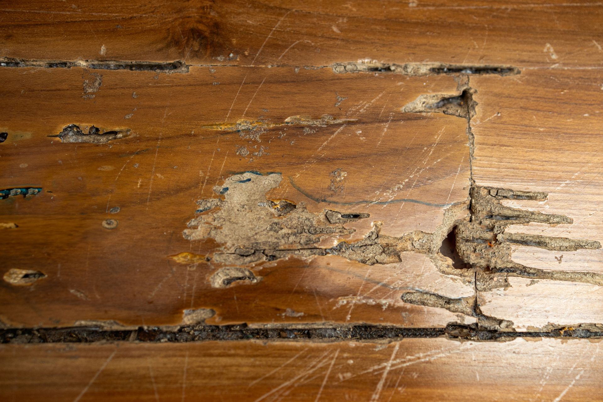 Damaged wooden floorboards with scratches, cracks, and severe termite damage. Damaged wooden floorboards with scratches, cracks, and severe termite damage.