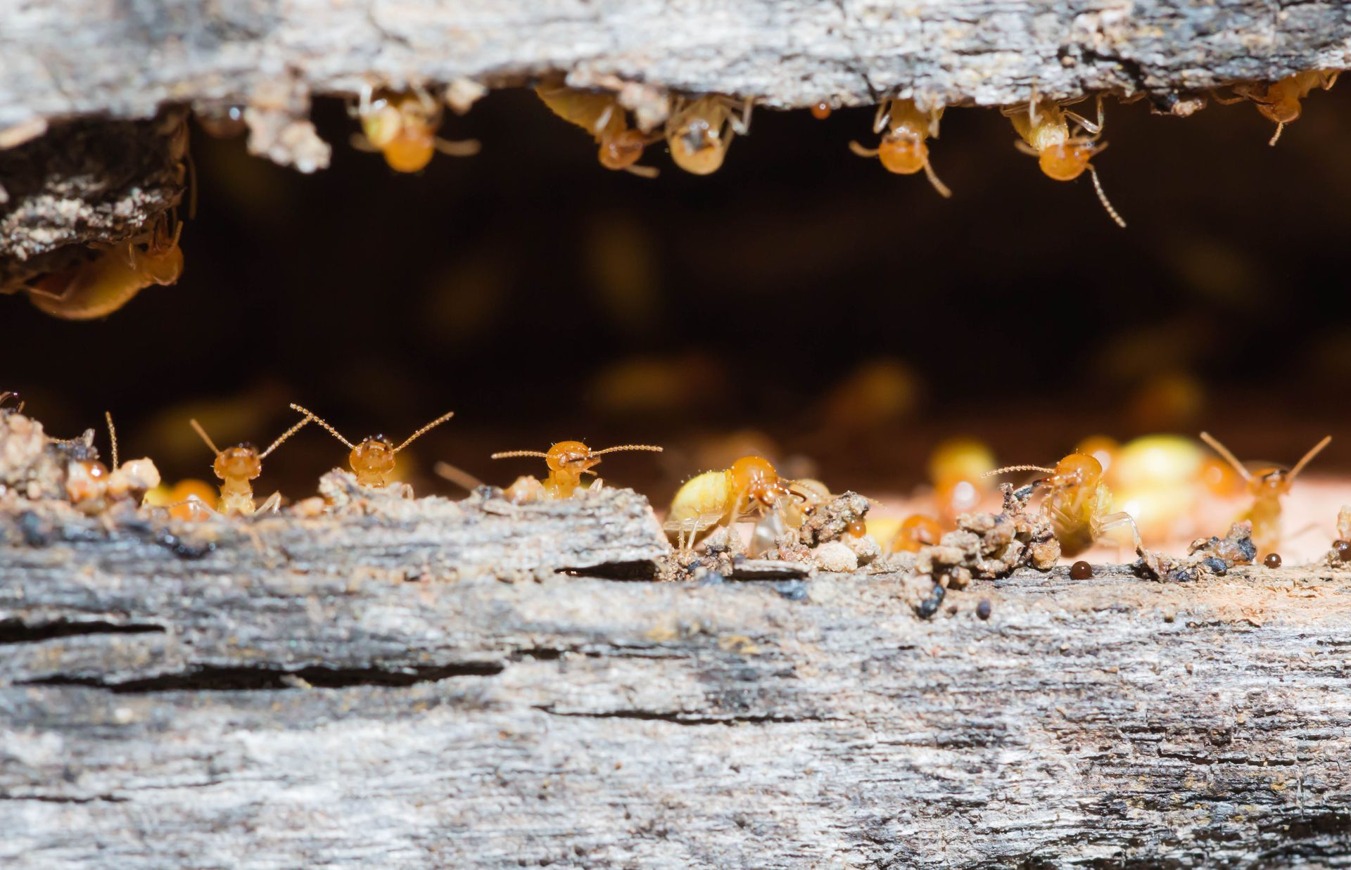 Close-up of termites swarming inside a damaged wooden structure. Close-up of termites swarming inside a damaged wooden structure.