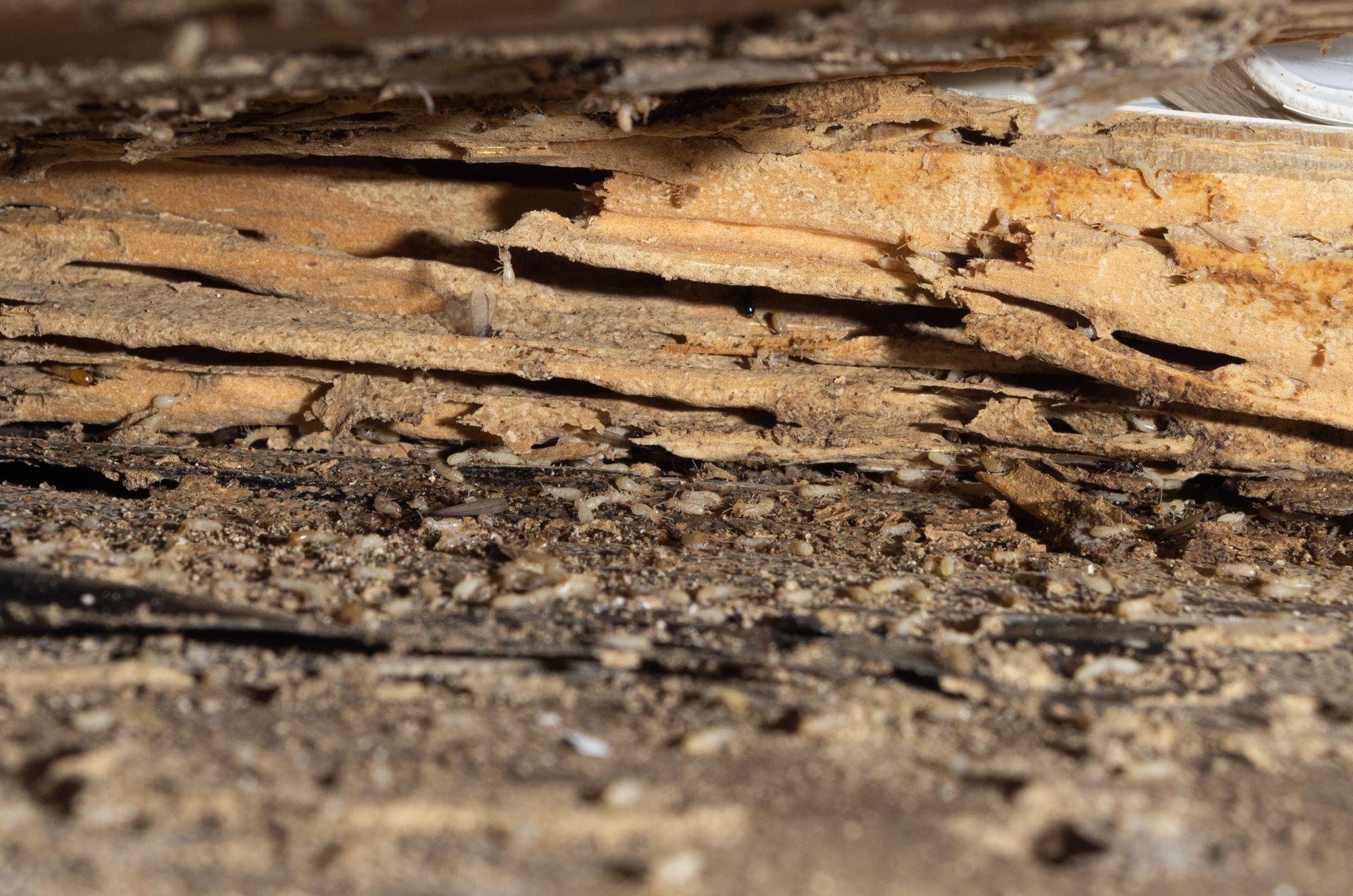 Close-up of termite-damaged wood with layers and debris.