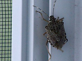 Stink Bugs  — Newburgh, IN — Pass Pest Control