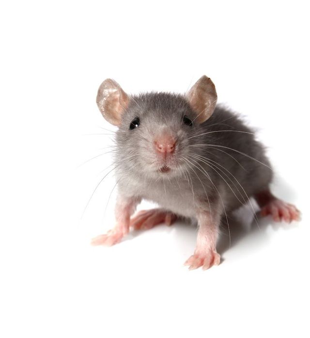 Why Aren't Mouse Traps Effective? Rodent Prevention Tips