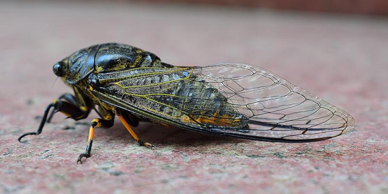 Cicada on the Floor — Newburgh, IN — Pass Pest Control