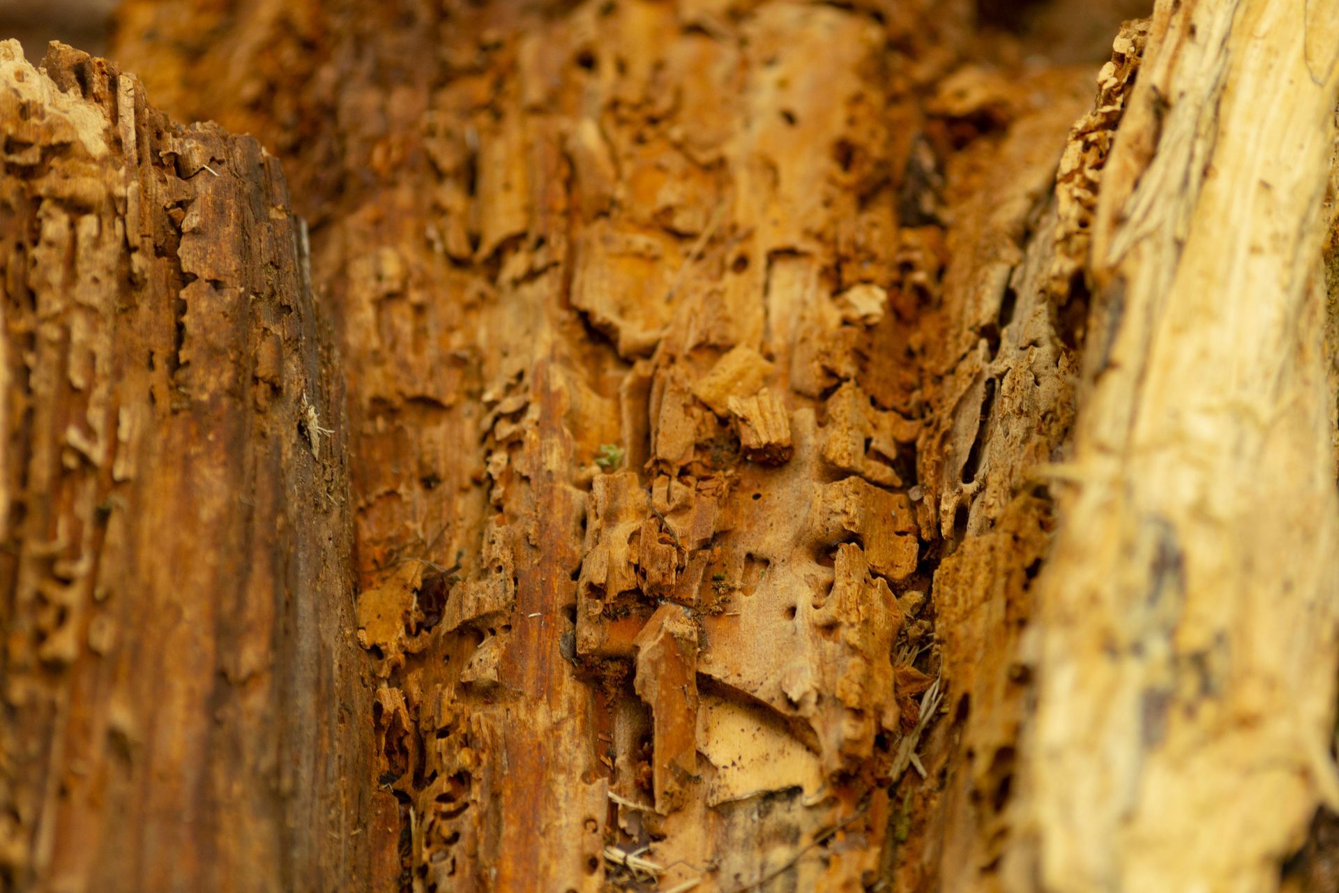 A CloseUp View of Infested Wood Hosting Termites and Related Issues