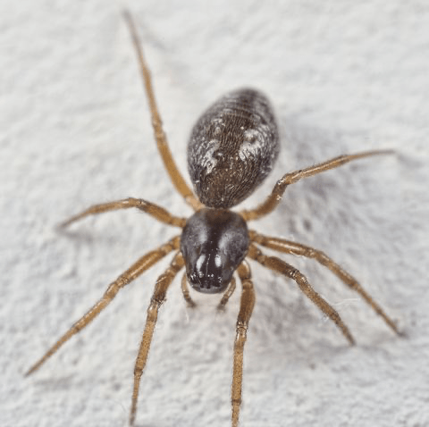 American House Spider — Newburgh, IN — Pass Pest Control