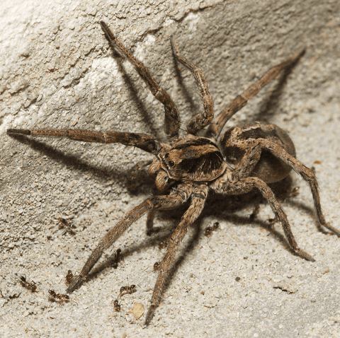 Wolf Spider — Newburgh, IN — Pass Pest Control