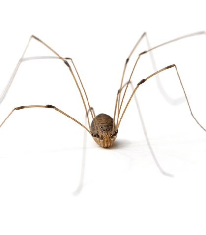 Daddy Longlegs Spider — Newburgh, IN — Pass Pest Control