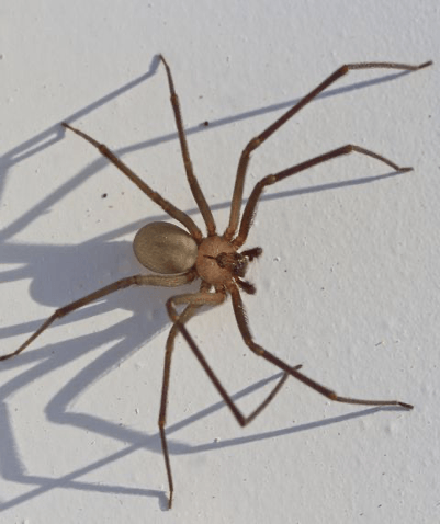 Brown Recluse Spider — Newburgh, IN — Pass Pest Control