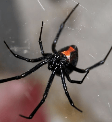 Black Widow Spider — Newburgh, IN — Pass Pest Control