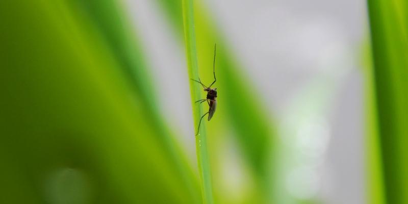 Mosquito on Grass — Newburgh, IN — Pass Pest Control