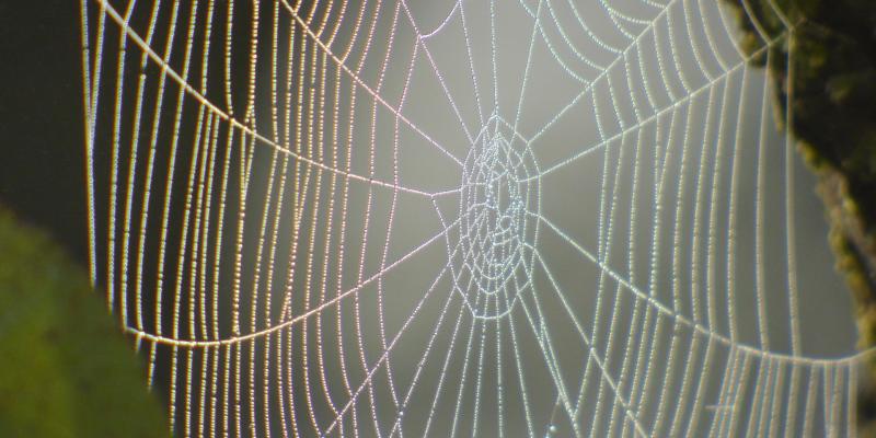 Spider's Web — Newburgh, IN — Pass Pest Control