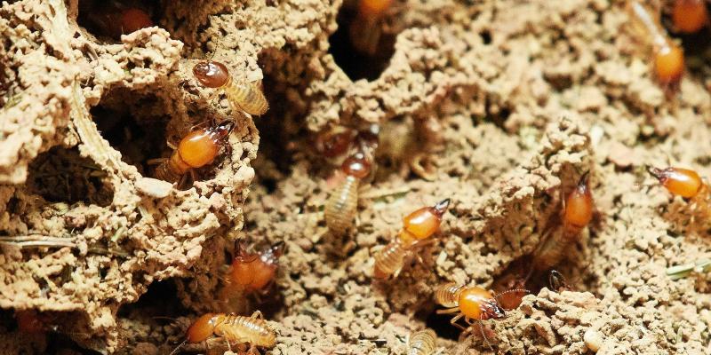 Termites Damaging the Wall — Newburgh, IN — Pass Pest Control