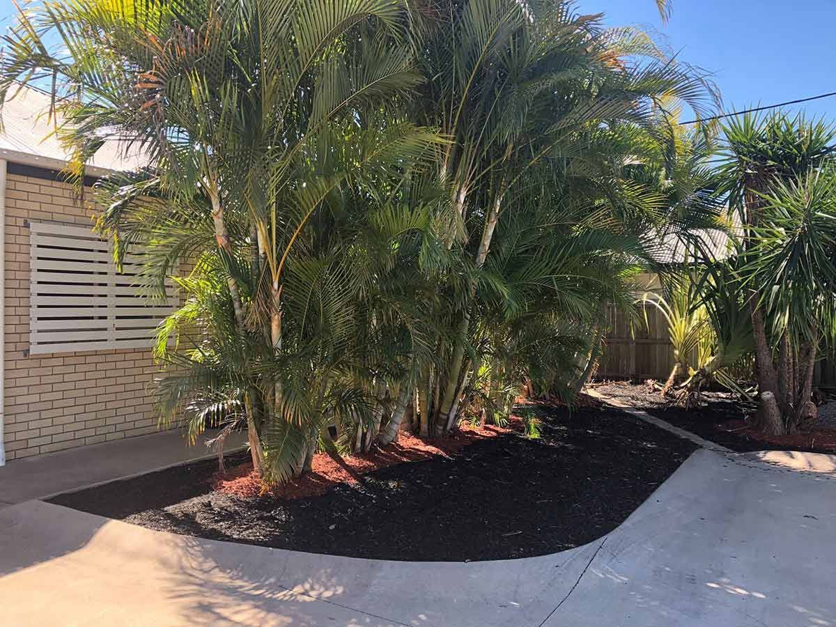 A House With a Lot of Palm Trees in Front of It — Beehive Property Maintenance in Emerald, QLD