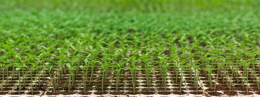 A Close Up of a Field of Green Plants Growing Out of the Ground — Beehive Property Maintenance in Gemfields, QLD