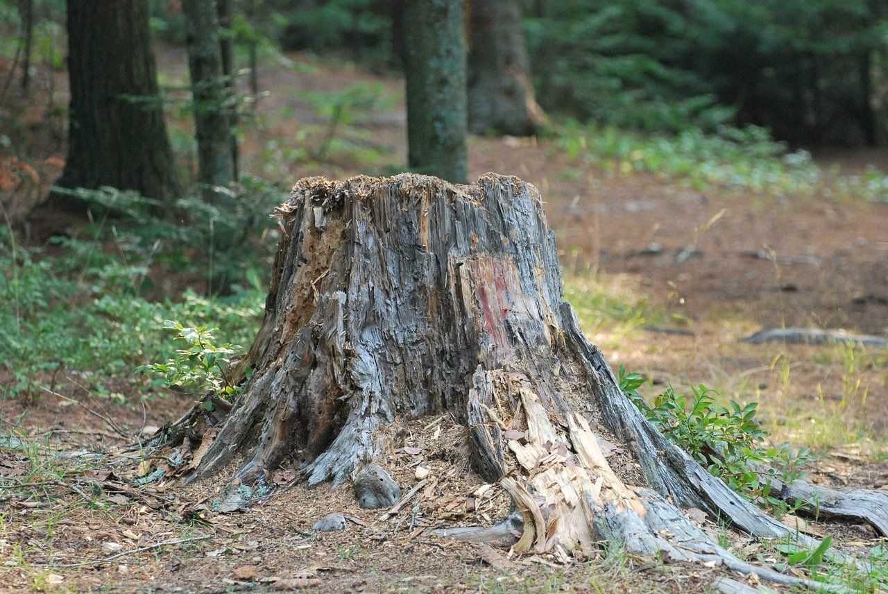 A Tree Stump in the Middle of a Forest — Beehive Property Maintenance in Emerald, QLD