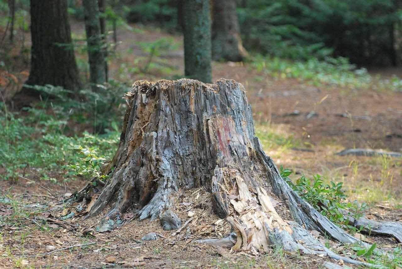 A Tree Stump in the Middle of a Forest — Beehive Property Maintenance in  Uki, NSW