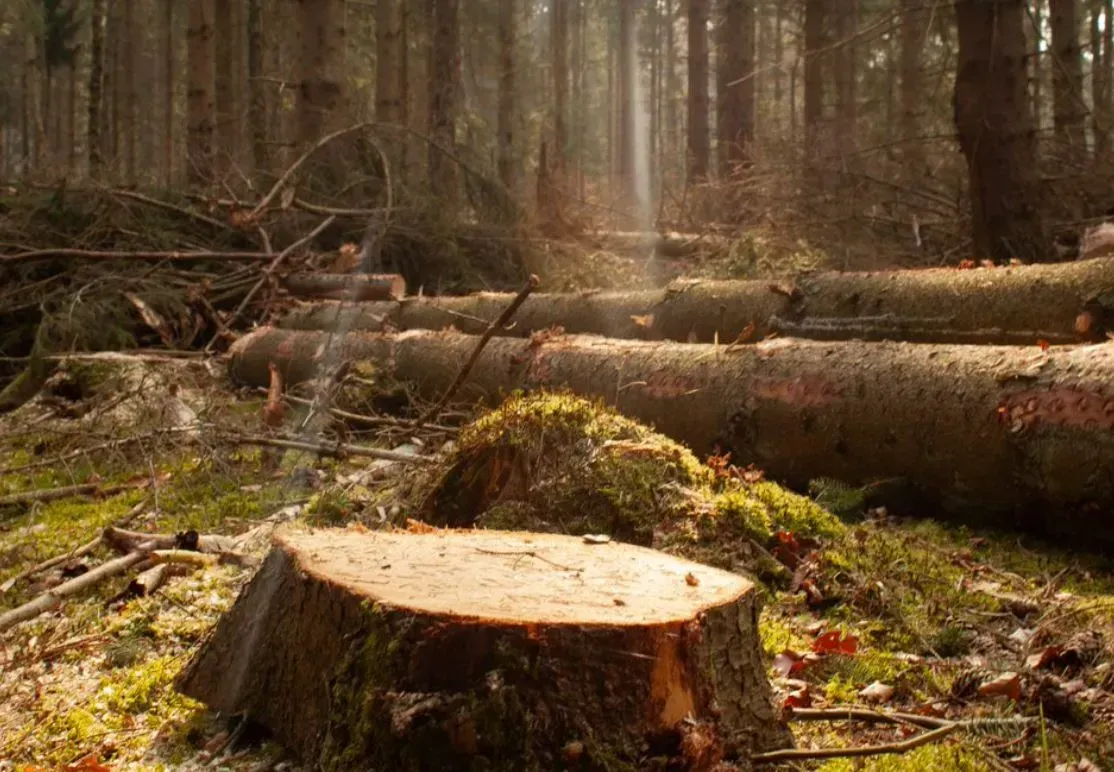 A Stump in the Middle of a Forest Next to a Pile of Logs — Beehive Property Maintenance in Emerald, QLD