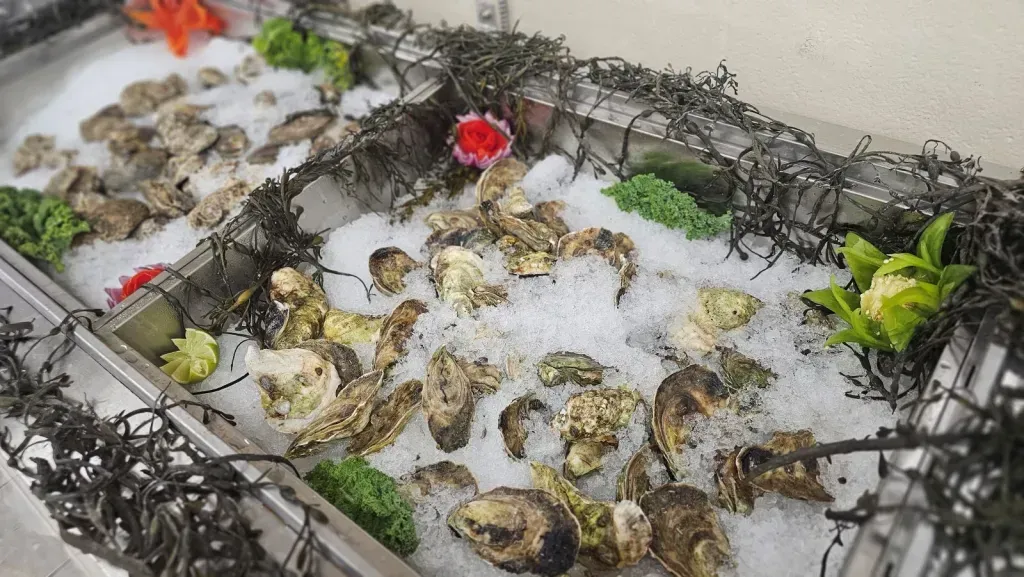 A bunch of oysters are sitting on top of ice.