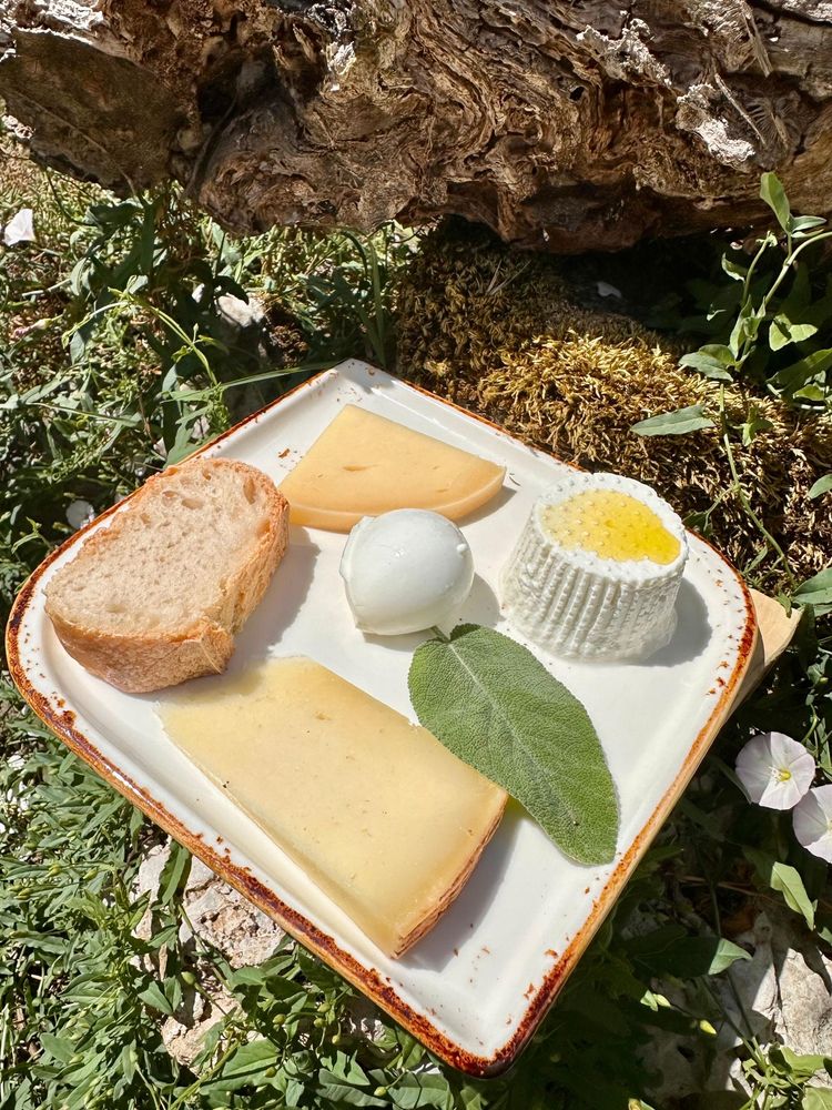 Assortimento di formaggi e pane su un piatto quadrato all'aperto con verde; vari formaggi, pane e una foglia di salvia.