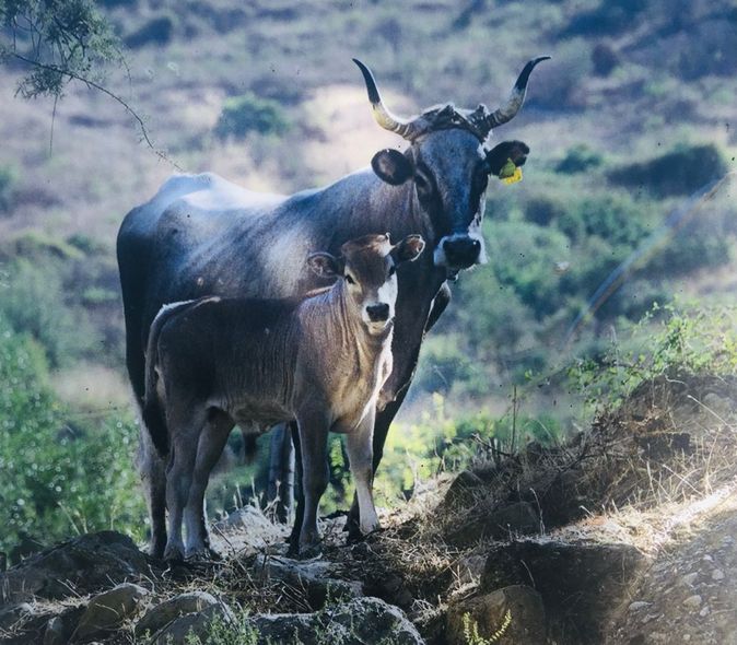 Mucca e vitello sono in piedi uno accanto all'altro su una collina, con uno sfondo sfocato di vegetazione verde.