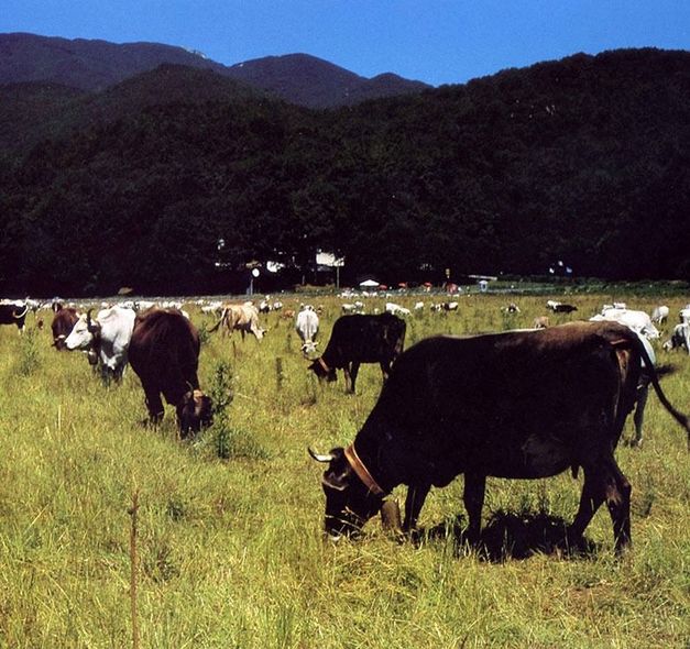 Mucche al pascolo in un campo erboso con le montagne sullo sfondo.