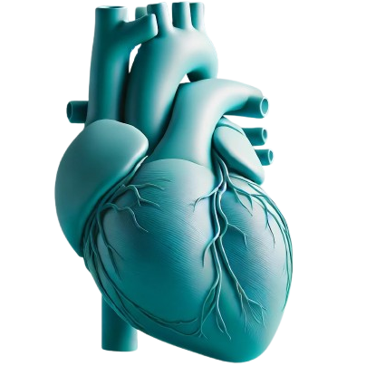 Dr Yousssef, Paediatric Cardiology Kogarah & Westmead