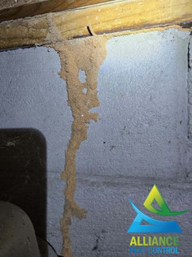Termite mud tube on wood. White insulation and Advance Pest Control logo. Termite mud tube on wood. White insulation and Advance Pest Control logo.