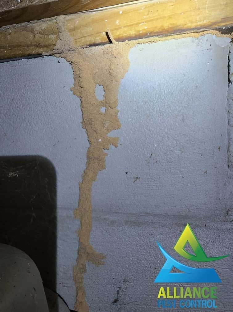 Termite mud tube on concrete wall, leading to wooden beam.