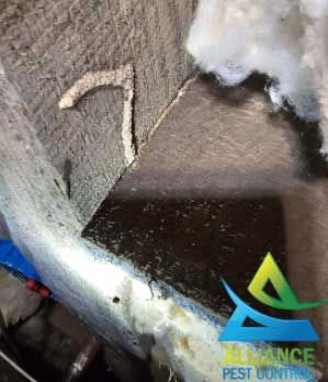 Termite mud tube on wood beam.