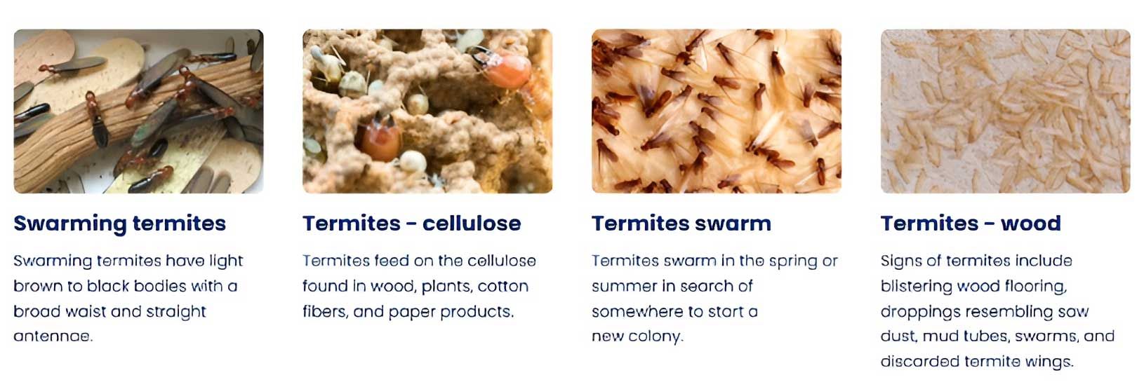 Four images showing termites: swarming, cellulose, swarm, and wood damage.