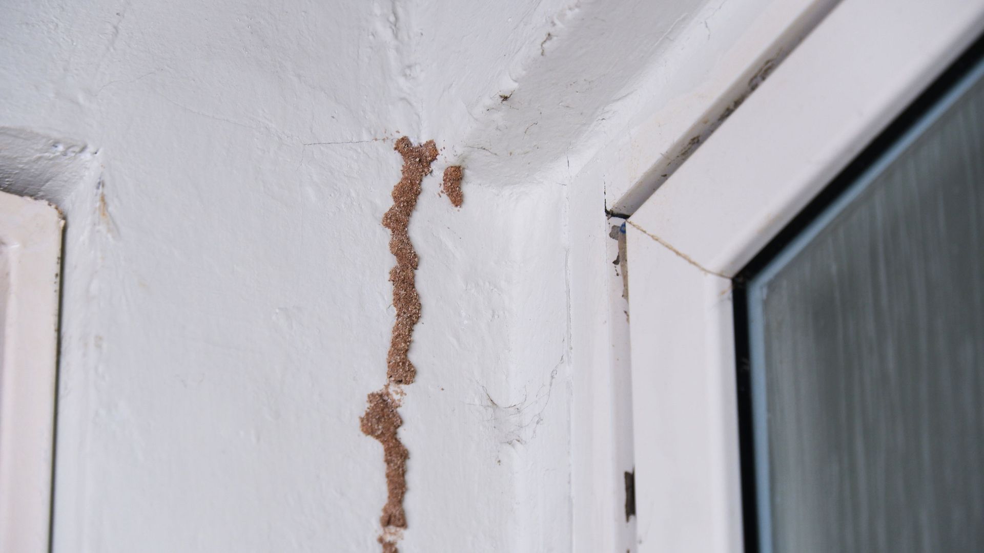 Termites on the walls of the house.
