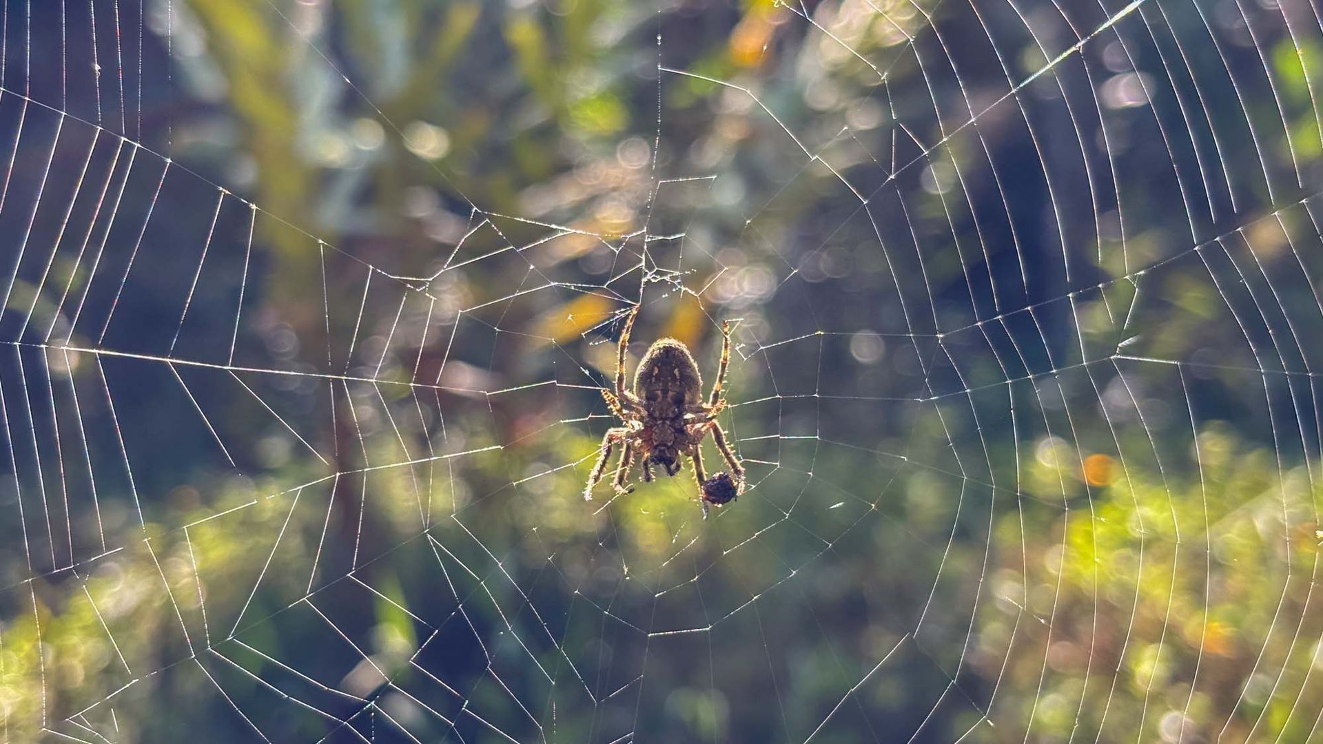 A spider at the center of an orb web, holding prey. Blurred forest background. A spider at the center of an orb web, holding prey. Blurred forest background.