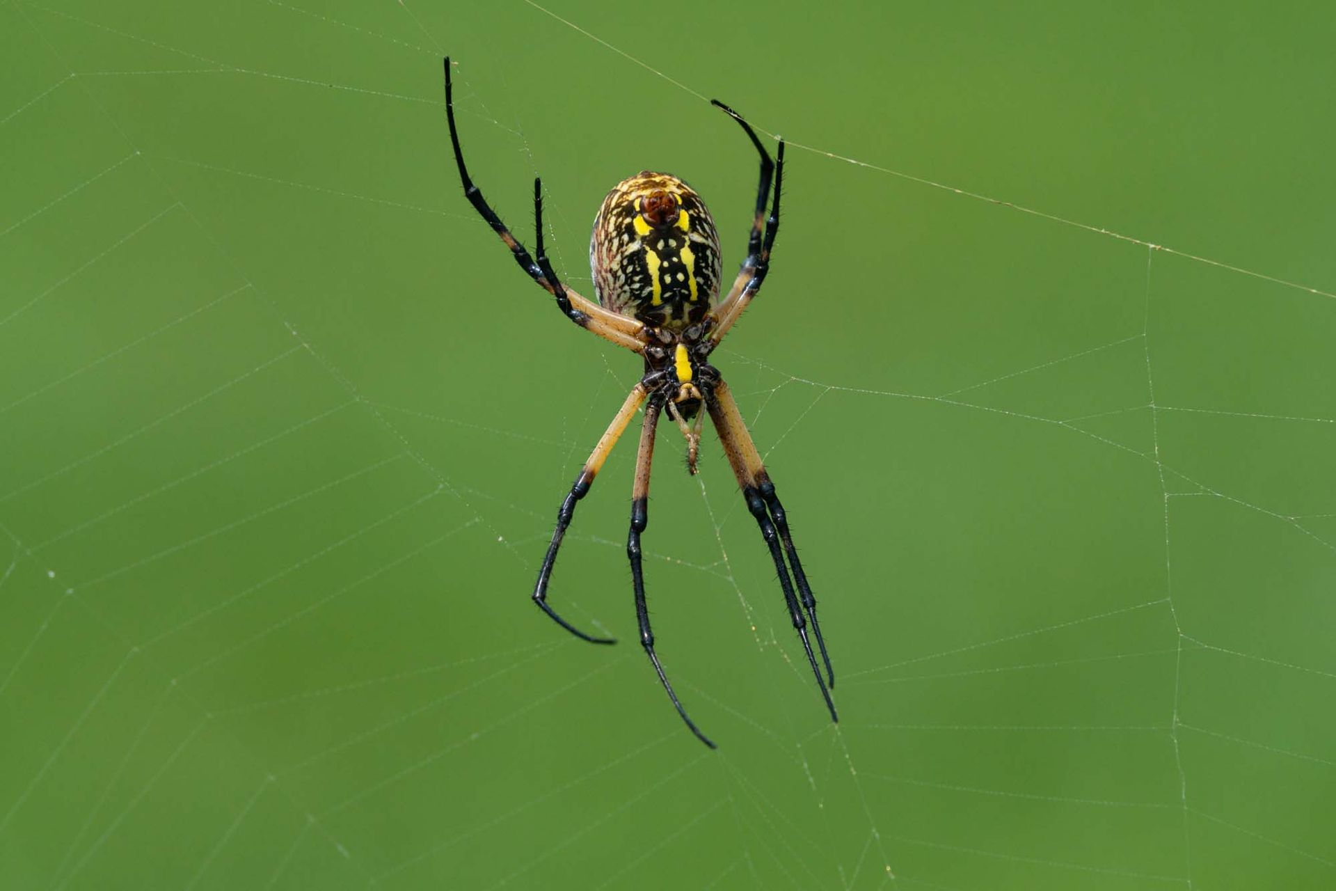 A close-up of a spider, commonly known as the yellow garden spider. A close-up of a spider, commonly known as the yellow garden spider.