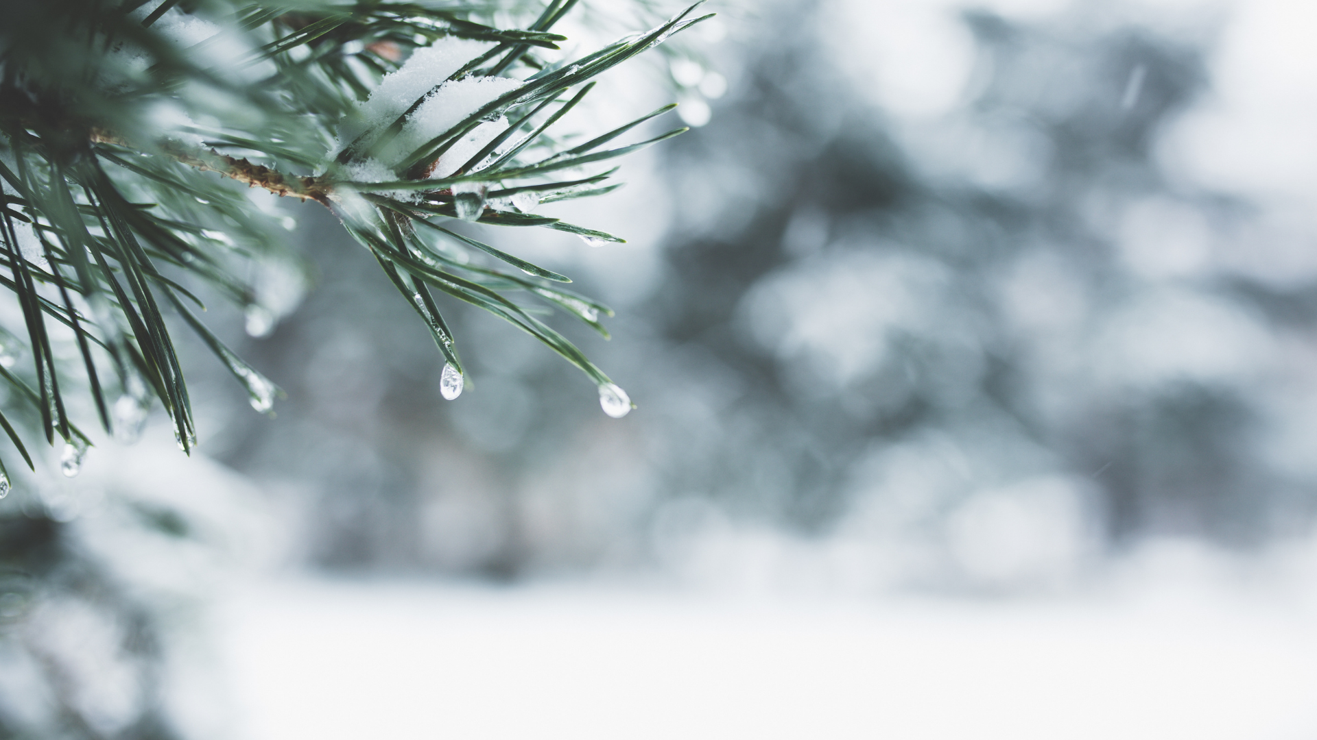 Pine needles with water droplets, soft focus background of snow.