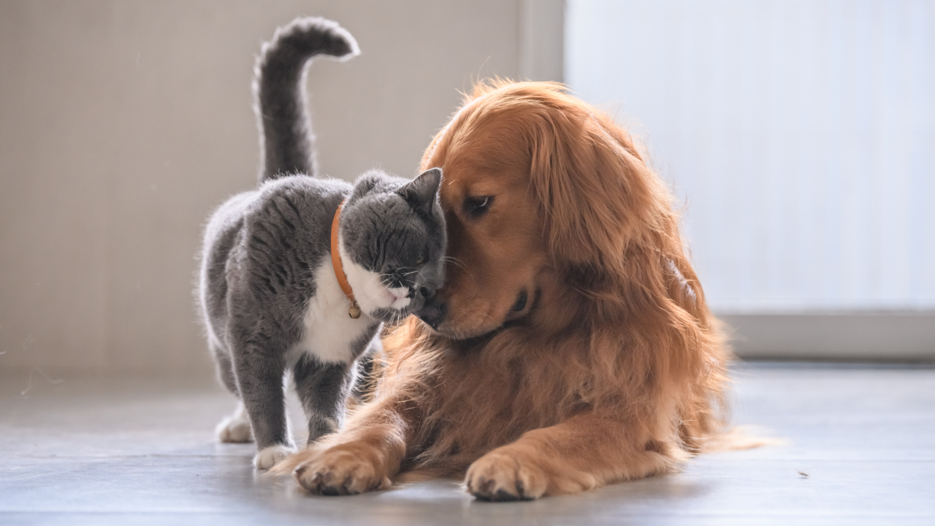Gray cat nuzzles a golden retriever dog's face, both on a light-colored floor.